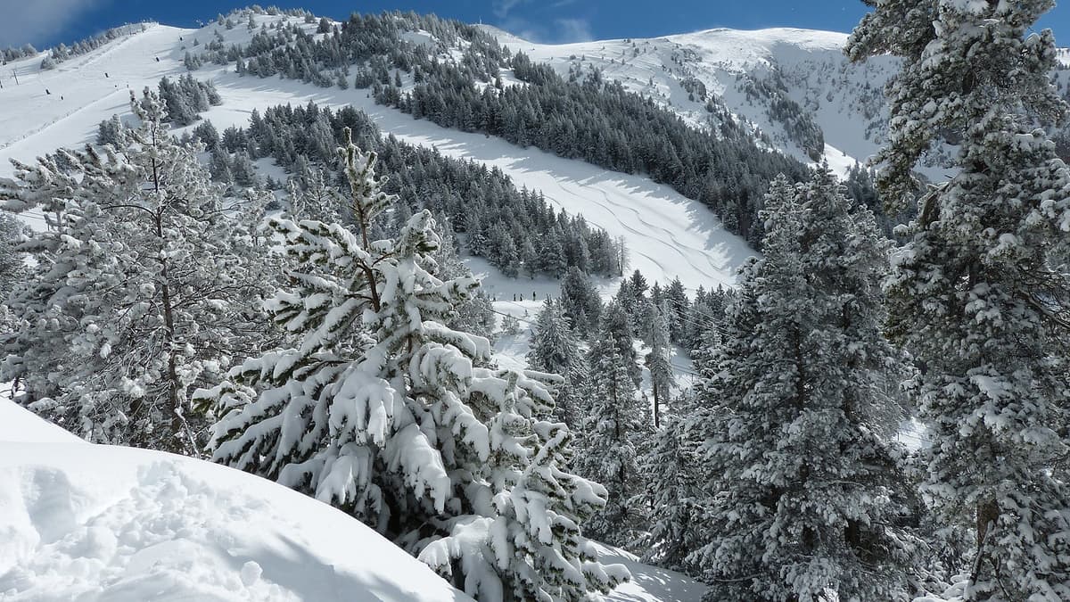 Masella