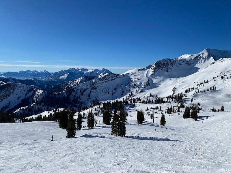 Snowbird